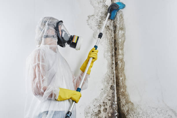Best Emergency Mold Removal  in Palmyra, IN
