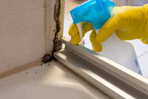Best Certified Mold Removal  in Palmyra, IN