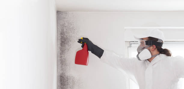 Best Attic Mold Removal  in Palmyra, IN
