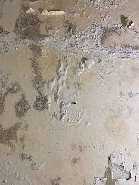Best Commercial Mold Removal  in Palmyra, IN