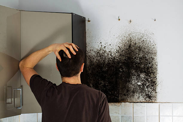 Best Mold Cleaning Services  in Palmyra, IN