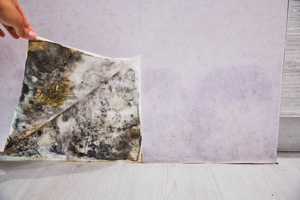Best Toxic Mold Removal  in Palmyra, IN